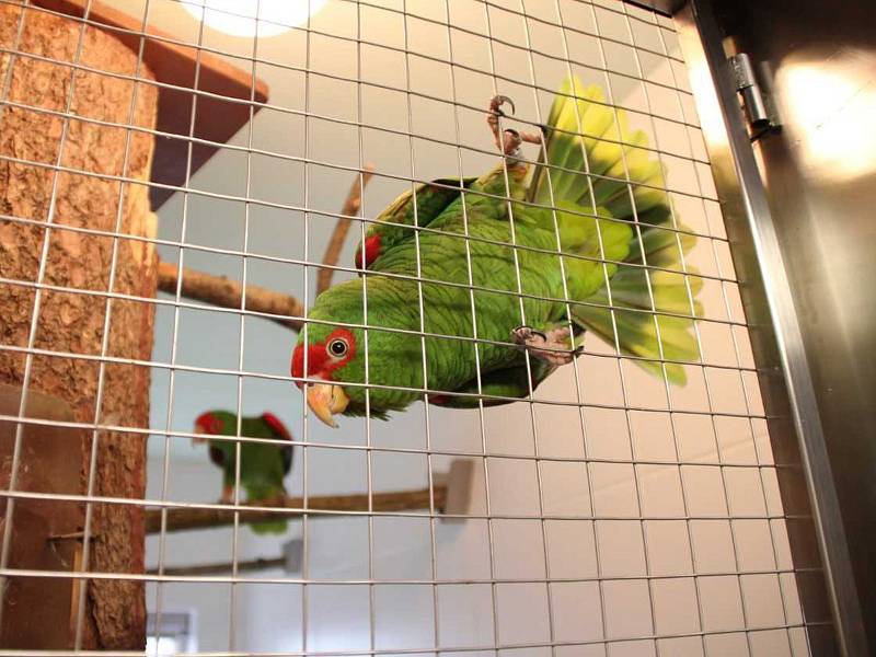 Začátkem června se v bošovické zoo vylíhlo mládě papouška amazoňana.