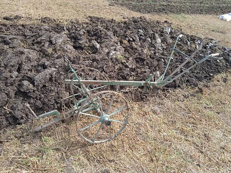 Ukázky podzimních prací předvedli o svátku svatého Václava v Muzeu zemědělských strojů v Hošticích-Herolticích.