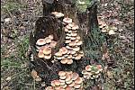 Září bylo na houby poměrně bohaté a příjemné počasí lákalo houbaře do lesů. Na snímku jsou třepenatky svazčité.