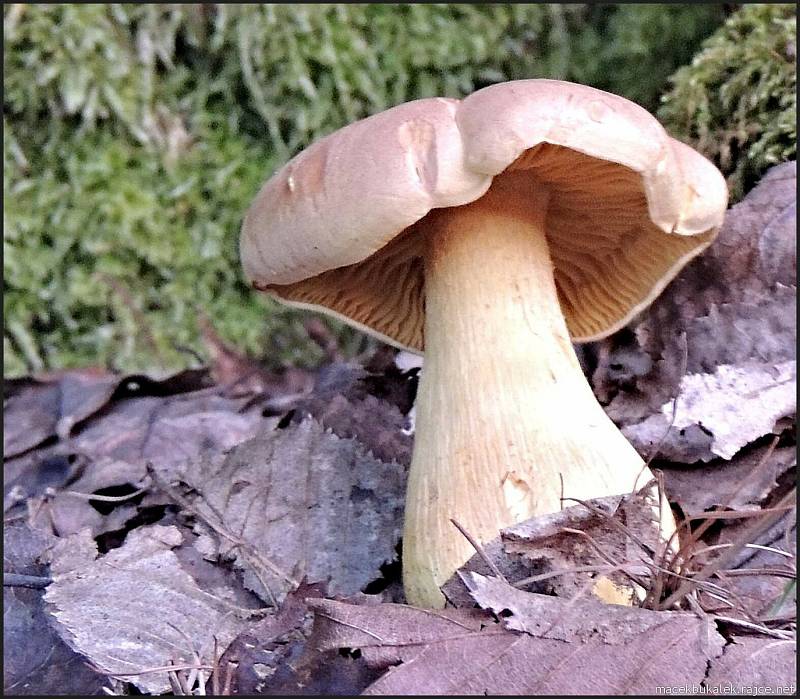 Září bylo na houby poměrně bohaté a příjemné počasí lákalo houbaře do lesů. Na snímku je jedovatá houba závojenka olovová.