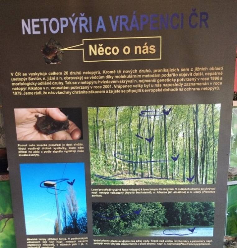 Výstava věnovaná netopýrům v prostorách bošovické zoo.