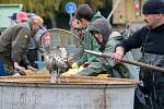 Rybáři v sobotu vylovili ryby z malého rybníka Kačenec ve Vyškově.