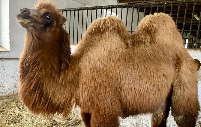 Skoro roční velbloudice Terezka našla nový domov ve vyškovském zooparku.