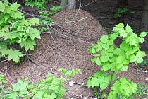 Pro lesy Litenčické pahorkatiny nad Nemochovicemi jsou typická velká mraveniště.