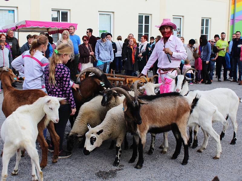 Oranžová s růžovou vládly v sobotu Drysickému dýňobraní. Návštěvníci na něm ochutnali pokrmy z typicky podzimní zeleniny, zjistli, co obnáší práce ovčáka i jak se může zpracovávat ovčí vlna.