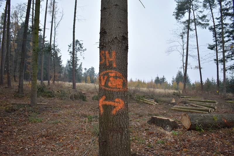 Kůrovec a extrémní sucho zapříčinili obrovskou ztrátu lesů na jihu Moravy. Ty se navíc podle odborníků stávají pro veřejnost nebezpečnými.