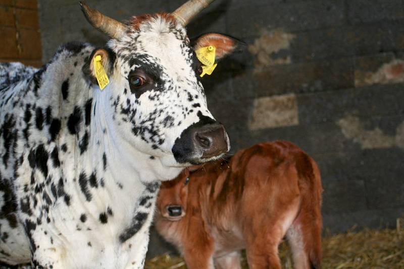 Ve vyškovském zooparku přivítali v lednu samečka afrického plemene skotu zebu zakrslý.