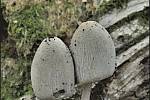 Září bylo na houby poměrně bohaté a příjemné počasí lákalo houbaře do lesů. Na snímku je hnojník.