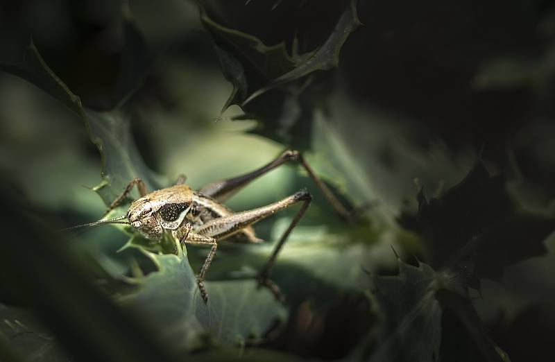 Nadšený fotograf pořídil působivé snímky v okolí Vyškova.