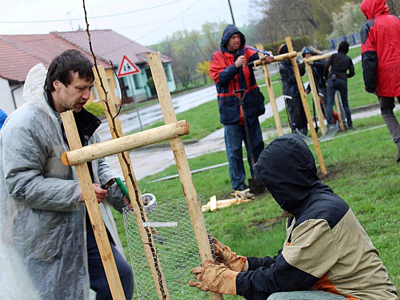 Vykopat jámu nebo třeba nachystat kůly, které nové stromy ochrání, a sbít je dohromady. Úkonů, jež je nutné udělat před samotným sázením, se stejně dobře jako muži v Hruškách ujaly i dobrovolnice.