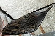 Chřástal vodní je nenápadný pták s dlouhým zahnutým zobákem, o něco menší než koroptev. Většina lidí ho nikdy neviděla, ani neuvidí. 