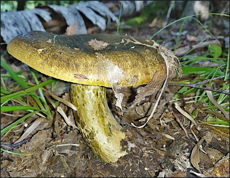 Září bylo na houby poměrně bohaté a příjemné počasí lákalo houbaře do lesů.