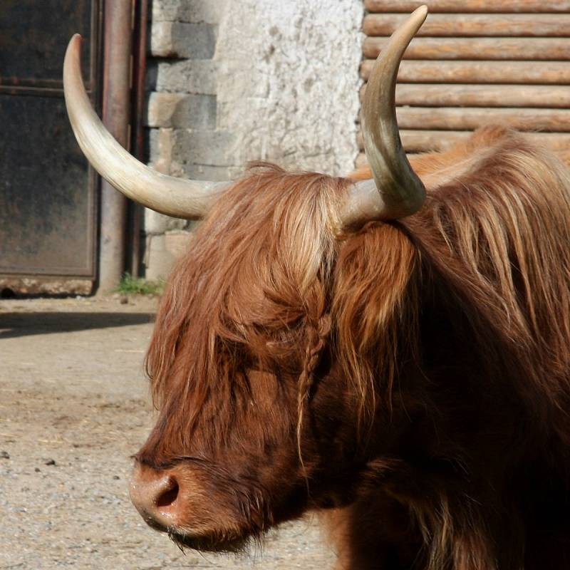 Vyškovská zoo je pro návštěvníky znovu uzavřená.