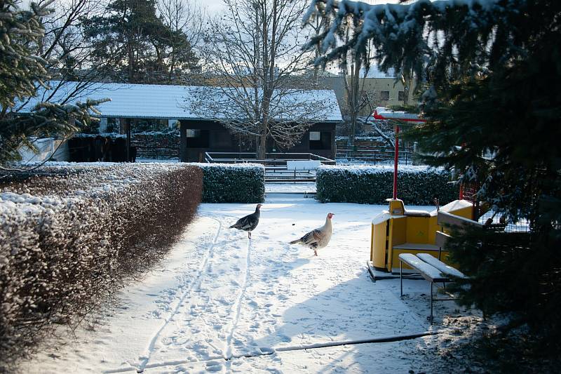 Zvířatům ve vyškovském ZooParku chybí návštěvníci.