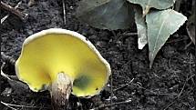 Září bylo na houby poměrně bohaté a příjemné počasí lákalo houbaře do lesů. Na snímku je podloubník.