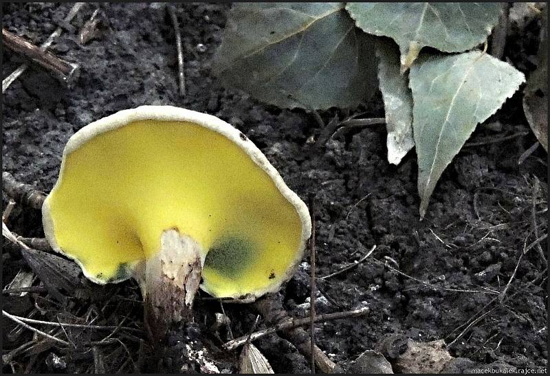 Září bylo na houby poměrně bohaté a příjemné počasí lákalo houbaře do lesů. Na snímku je podloubník.