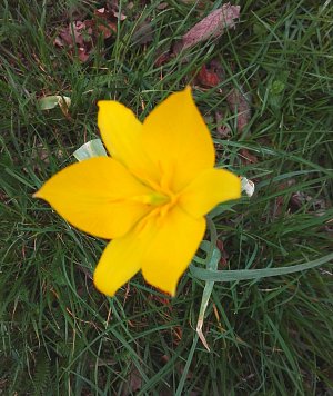 V zámecké zahradě ve Vyškově našel jeden ze čtenářů zajímavou květinu. Je to divoce rostoucí tulipán.