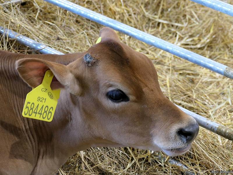 Ve dnech 5. až 8. září se na Brněnském výstavišti konal veletrh Animal Tech a současně Národní výstava hospodářských zvířat.