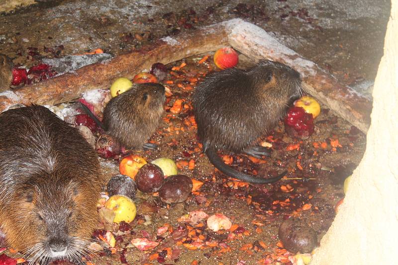 Rodiny s dětmi putovaly ve vyškovské zoo po čertovské stezce.