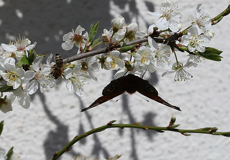Jarní květy, hmyz i ptáci jsou vděčným objektem k focení.
