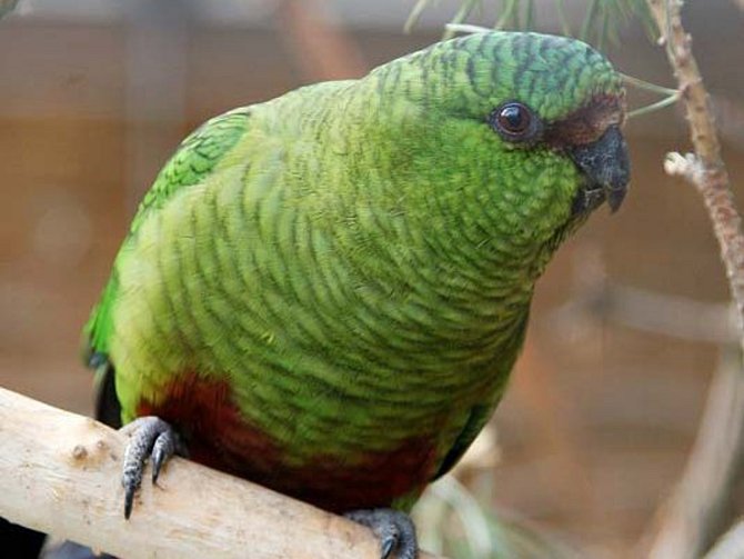 V Papouščí zoo v Bošovicích mají unikátní druh: kognu smaragdového.