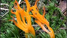 Září bylo na houby poměrně bohaté a příjemné počasí lákalo houbaře do lesů. Na snímku je krásnorůžek lepkavý.