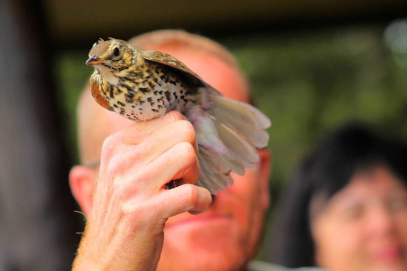 Kroužkování umožní identifikaci každého ptačího jedince po celou dobu jeho života. U rousínovského Kroužku jich ornitologové nakonec odchytli třiasedmdesát.