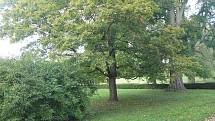 Letní teploty ve Slavkově výrazně snižuje především zámecký park, další rozšiřování zeleně bude do budoucna jednou z priorit.