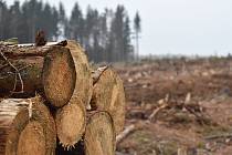 Kůrovec a extrémní sucho zapříčinili obrovskou ztrátu lesů na jihu Moravy. Ty se navíc podle odborníků stávají pro veřejnost nebezpečnými.