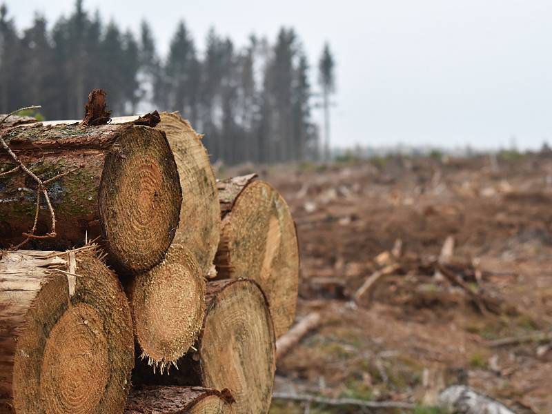 Kůrovec a extrémní sucho zapříčinili obrovskou ztrátu lesů na jihu Moravy. Ty se navíc podle odborníků stávají pro veřejnost nebezpečnými.