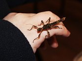 Nejvíc lidem u nás podle Davida Švejnohy, který hmyzí speciality připravoval, chutnají cvrčci. Kromě degustace se návštěvníci v Hanáckém statku zooparku dozvěděli i spoustu zajímavostí o broucích.