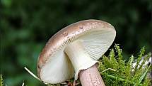 Září bylo na houby poměrně bohaté a příjemné počasí lákalo houbaře do lesů.