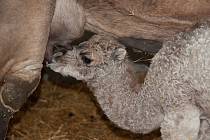 Ve Vyškově se narodila samice velblouda jednohrbého.