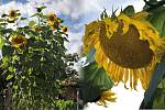 Zahrada na Vyškovsku se pyšní obřími slunečnicemi. Takové se jen tak nevidí