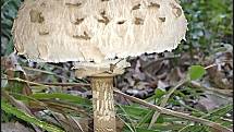 Září bylo na houby poměrně bohaté a příjemné počasí lákalo houbaře do lesů. Na snímku je bedla vysoká.