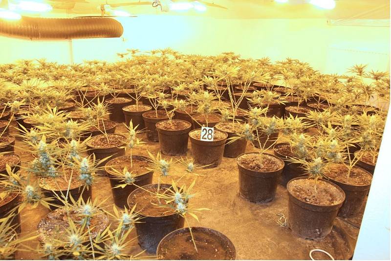 Z jedné ze slavkovských novostaveb policisté odvezli přes 800 rostlin marihuany.