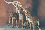 Dospělé psy dingo návštěvníci zoo pozorují už od loňského léta. Foto: se souhlasem Michaely Malcherové