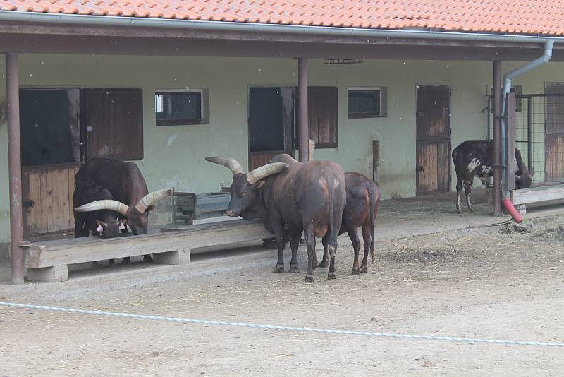 Dětský průvod v zoo poutal i pozornost zvířat.