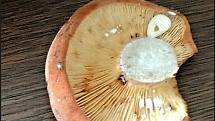 Září bylo na houby poměrně bohaté a příjemné počasí lákalo houbaře do lesů. Na snímku je ryzec sysrovinka.