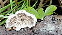 Září bylo na houby poměrně bohaté a příjemné počasí lákalo houbaře do lesů. Na snímku je klanolistka obecná.