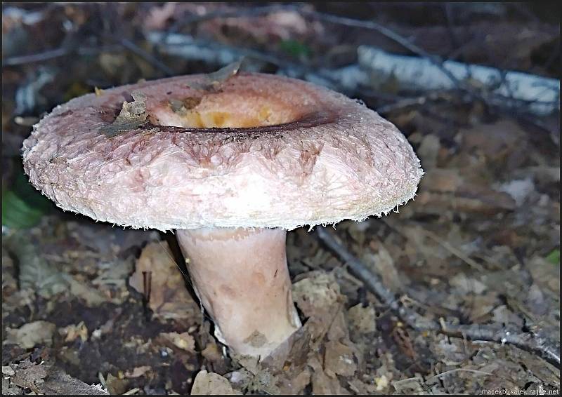 Září bylo na houby poměrně bohaté a příjemné počasí lákalo houbaře do lesů. Na snímku je ryzec kravský.