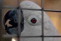 Kakadu. Papouščí zoo v Bošovicích na Vyškovsku, jaro 2021.