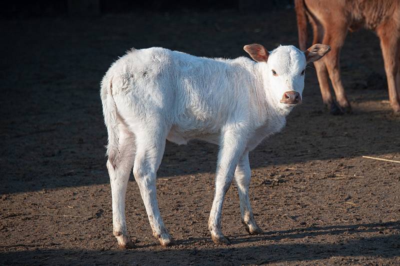 V prosinci se ve vyškovské zoo narodilo několik mláďat.