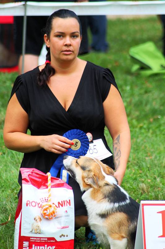 Mezinárodní klubová výstava psů plemena welsh corgi přilákala do Slavkova u Brna desítky chovatelů.