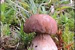Září bylo na houby poměrně bohaté a příjemné počasí lákalo houbaře do lesů. Na snímku je hřib dubový.