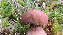 Září bylo na houby poměrně bohaté a příjemné počasí lákalo houbaře do lesů. Na snímku je hřib dubový.