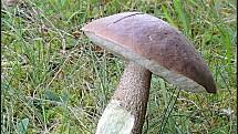 Září bylo na houby poměrně bohaté a příjemné počasí lákalo houbaře do lesů. Na snímku je kozák topolový.
