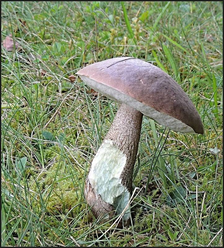 Září bylo na houby poměrně bohaté a příjemné počasí lákalo houbaře do lesů. Na snímku je kozák topolový.
