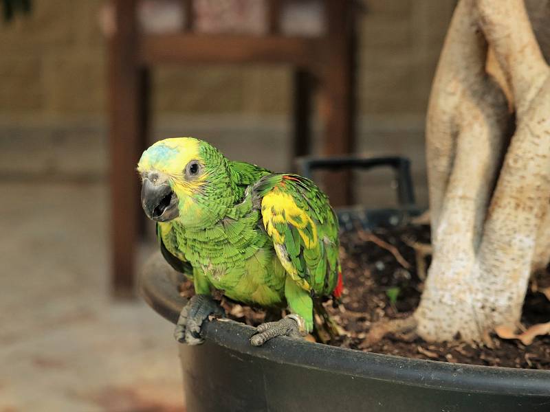 V papouščí zoologické zahradě v Bošovicích na Vyškovsku mají kolem padesáti amazoňanů.