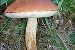 Září bylo na houby poměrně bohaté a příjemné počasí lákalo houbaře do lesů. Na snímku je křemenáč osikový.